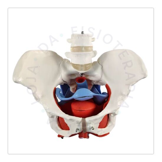 Esqueleto Pélvico 01 Esqueleto Pélvico