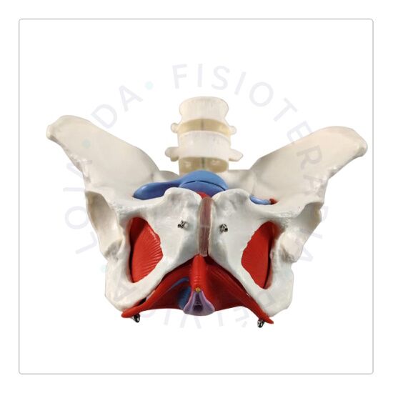 Esqueleto Pélvico