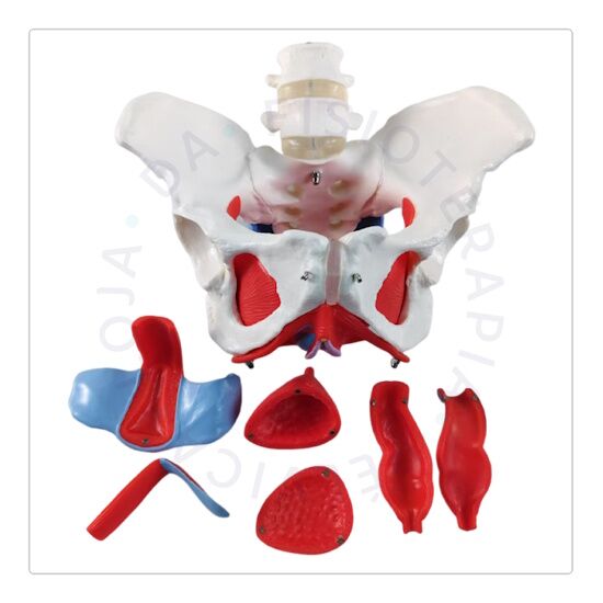 Esqueleto Pélvico 03 Esqueleto Pélvico