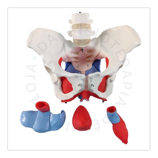 Esqueleto Pélvico 04 Esqueleto Pélvico