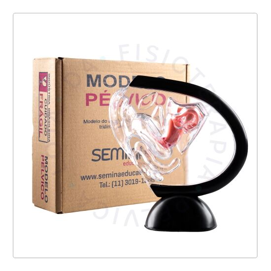 Pelve Acrilico 03 Modelo pélvico de acrílico