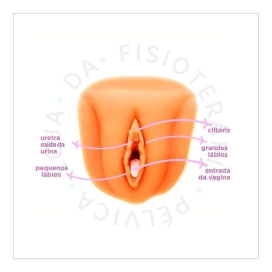 Vulva Vulva